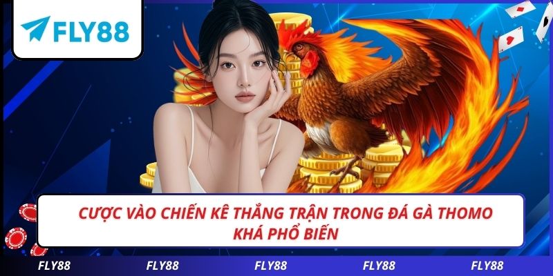 Cược vào chiến kê thắng trận trong đá gà Thomo khá phổ biến