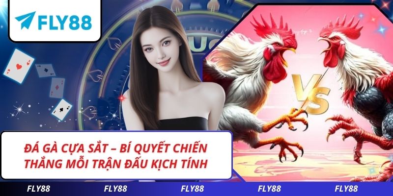 Đá Gà Cựa Sắt – Bí Quyết Chiến Thắng Mỗi Trận Đấu Kịch Tính