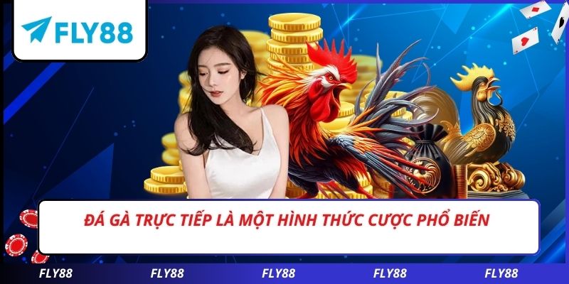 Đá gà trực tiếp là một hình thức cược phổ biến