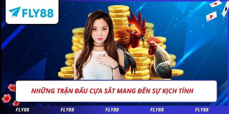 Những trận đấu cựa sắt mang đến sự kịch tính