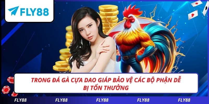 Trong đá gà cựa dao giáp bảo vệ các bộ phận dễ bị tổn thưởng